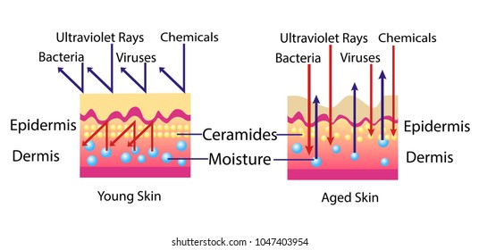 Effect of environment on the skin, vector diagram for cosmetological illustration
