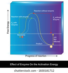 Effect Of Enzyme On The Activation Energy Of The Reaction Vector