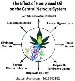 The effect of hemp seed oil on the central nervous system. Synapses of neurons. Neural communications background. Synapse communication neuron. Vector illustration on isolated background.