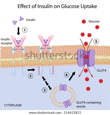 Effect of Insulin on glucose uptake