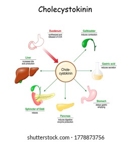 Effects of cholecystokinin on the gastrointestinal tract. Cholecystokinin is hormone of duodenum. vector illustration.