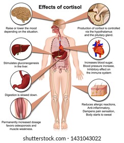 Effects Alcohol On Body 3d Medical Stock Vector (Royalty Free) 1431065444