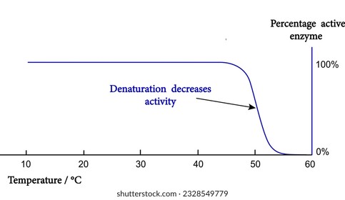 The effects of temperature on enzyme activity.Enzyme activity curve.the fraction of folded and functional enzyme decreases above its denaturation temperature.