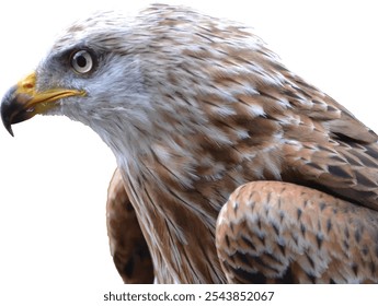 La cara de la cabeza del pájaro águila aislada en el fondo blanco.