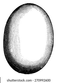 Egg of Aepyornis, vintage engraved illustration. Natural History of Animals, 1880.
