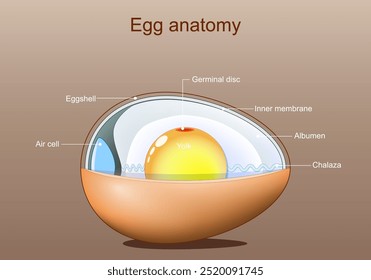 Anatomía del huevo. Estructura del huevo de ave. Ilustración vectorial. Esquema. Afiche detallado. 