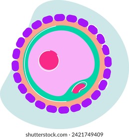 The egg cell, or ovum, is a female reproductive cell involved in fertilization. Released during ovulation, it plays a crucial role in the creation of a new life