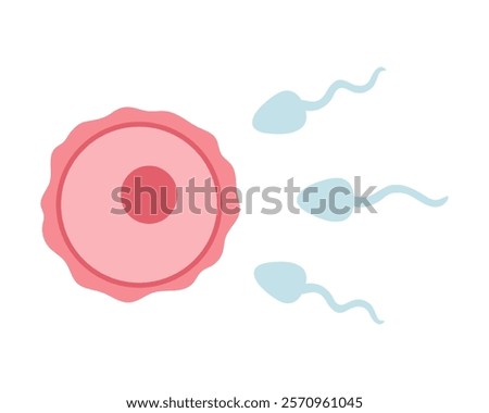 Egg cell, ovum and sperm illustration in cartoon flat style. Fertilization process.