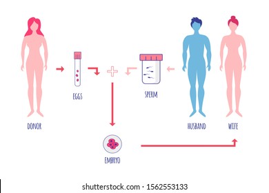 Egg donation. Scheme of egg donation procedure. One woman donates eggs to another woman and her husband. Embryo. IVF. Vector illustration.