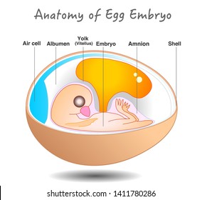 Egg  embryo anatomy.  Bird and chicken embryo diagram. Cross section. Egg embryo. Detailed birds and chickens reproductive system. Simple annotated. White background. 2d vector.  illustration. 