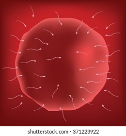 Egg. Fertilization.Fetus development. Vector. Realistic