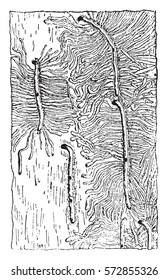 Egg galleries and galleries Hylesinus larvae piniperda, vintage engraved illustration.
