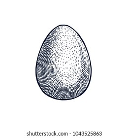 Egg hand drawn Isolated vector. Botanical illustration. Universal templates for invitation or packaging farm fresh. Engraving