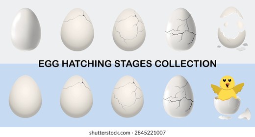 Egg Hatching Stages Vector Set, Cute Baby Chick Life Cycle, Chicken Egg Cracking Step by Step Newborn Chick Illustration