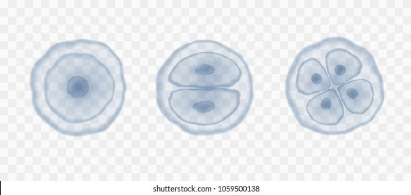 Huevos microscópicos humanos aislados sobre fondo transparente. Plantilla de concepción del tallo de reproducción de ampliación vectorial. Paterino de células azules de núcleo sanitario.