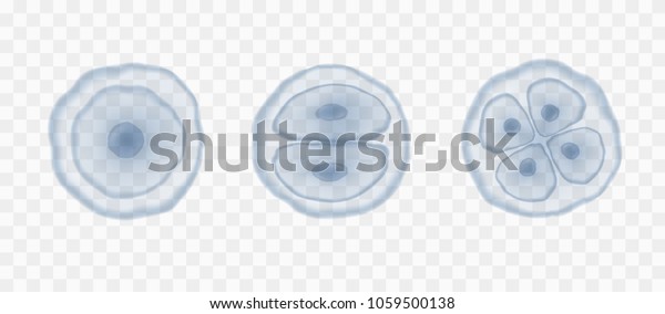 Egg human microscopic cells\
isolated on transparent background. Vector magnification\
reproduction stem conception template. Blue health nucleus cells\
patern.