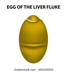 Egg of the liver fluke. infographics. Vector illustration on isolated background.