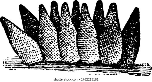 Masa de huevos del escarabajo de hoja de Elm, dibujo de línea vintage o ilustración de grabado.