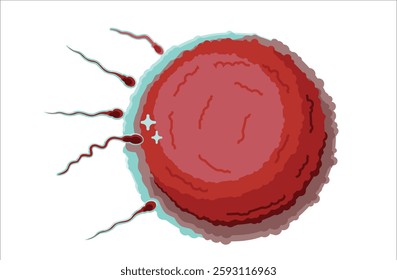 Egg Mixed with Sperm Illustration