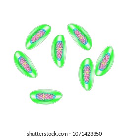 Egg of pinworm. The structure of an egg pinworm. infographics. Vector illustration on isolated background.