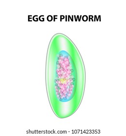 Egg of pinworm. The structure of an egg pinworm. infographics. Vector illustration on isolated background.