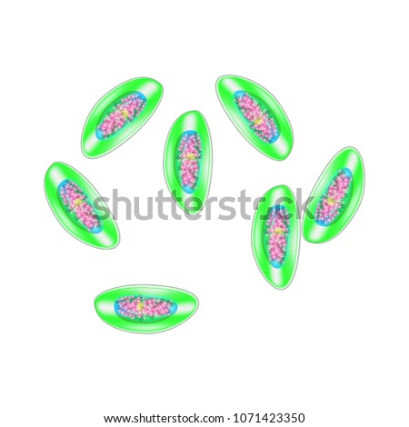 Egg of pinworm. The structure of an egg pinworm. infographics. Vector illustration on isolated background.