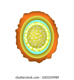 The egg of the roundworm is fertilized. Structure of Ascaris eggs. infographics. Vector illustration on isolated background.