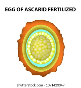 The egg of the roundworm is fertilized. Structure of Ascaris eggs. infographics. Vector illustration on isolated background.