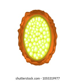 The egg of the roundworm unfertilized. Structure of Ascaris eggs. infographics. Vector illustration on isolated background.