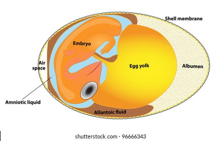 This Diagram Is Of An Amniote Egg What Is The Correct