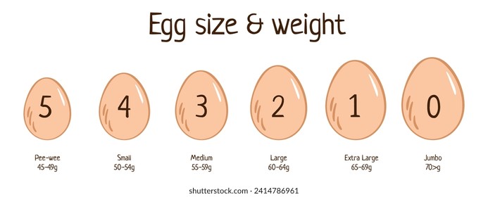 Egg size and weight. Infographic illustration of comparison of egg size,weight according to international standards, isolated, Nutritious, high protein, healthy food for all ages