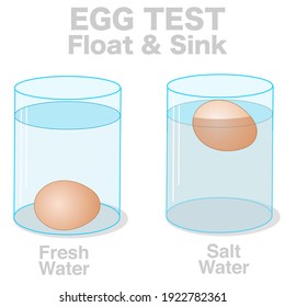 Egg test, float, sink experiment. Salt, water, egg, transparent blue water in glass cup. Different density. Fresh raw eggs floating and sinking in salty and drinking water. Science illustration vector