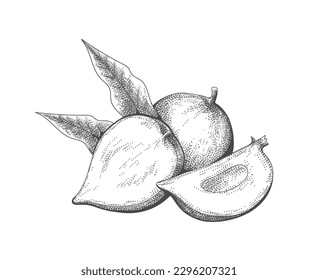 Eggfruit retro engraving. Pouteria lucuma fruits with leaves hand drawn sketch, canistel vector etching isolated