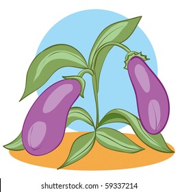 eggplant