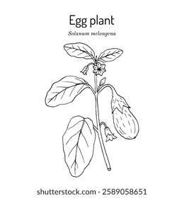 Eggplant, or aubergine (Solanum melongena), edible plant. Hand drawn botanical vector illustration