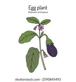 Eggplant, or aubergine (Solanum melongena), edible plant. Hand drawn botanical vector illustration