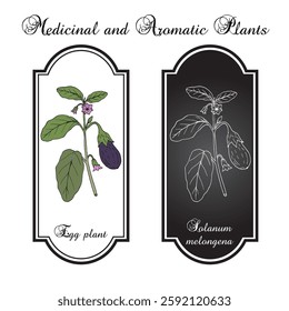 Eggplant, or aubergine (Solanum melongena), edible plant. Hand drawn botanical vector illustration