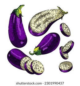 eggplant aubergine vegetable set hand drawn. food organic, black fresh, purple ingredient, ripe vegetarian, raw fruit eggplant aubergine vegetable vector sketch. isolated color illustration