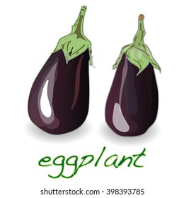 Eggplant or aubergine vegetable vector isolated on white background 