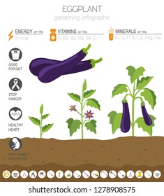 Eggplant beneficial features graphic template. Gardening, farming infographic, how it grows. Flat style design. Vector illustration