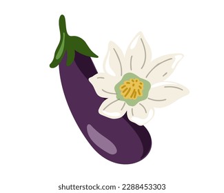 Eggplant blossom and vegetable. Vector illustration