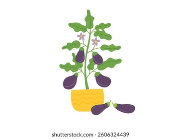 Eggplant bush in the pot isolated on white background.  Gardening and harvest concept. Vector hand drawn clipart. 