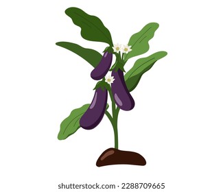 Eggplant bush. Purple eggplant grows in the soil.  Growing vegetables in the greenhouse. Vector illustration