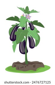 An eggplant bush with ripe fruits on it. Growing vegetables. Organic gardening and food. Vegetarianism and healthy eating. Vector illustration isolated on white background.