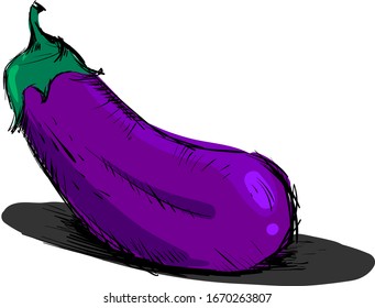 Eggplant drawing, illustration, vector on white background.
