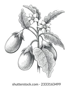 Eggplant etching painting. Brinjal planting with leaves and flowers vegetables retro sketch on white, aubergine garden plant farm harvest vintage style engraving