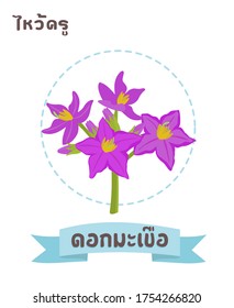 Eggplant flowers in Thai Language it mean “Eggplant flowers”
