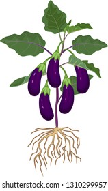 Eggplant with green leaves, ripe fruits and root system