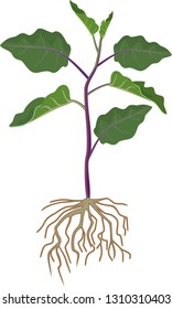 Eggplant with green leaves and root system