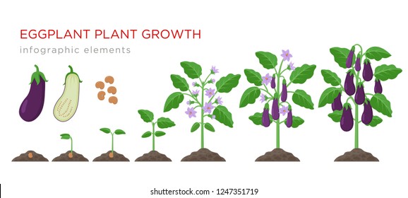 Eggplant growing process from seed to ripe vegetables on plants isolated on white background. Eggplant growth stages, plant life cycle infographic elements in flat design.